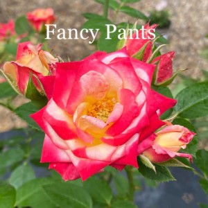 FANCY PANTS (patio)